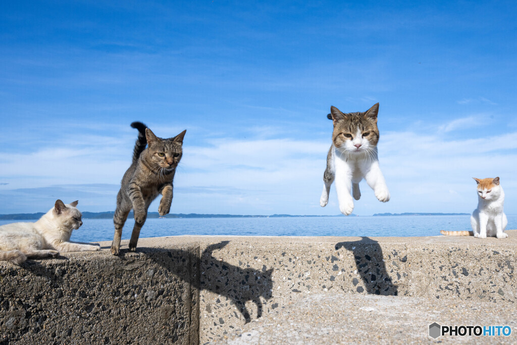 ひらりとね