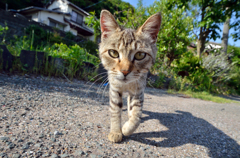 お出迎えしてくれた。