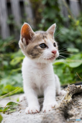 おニャ？