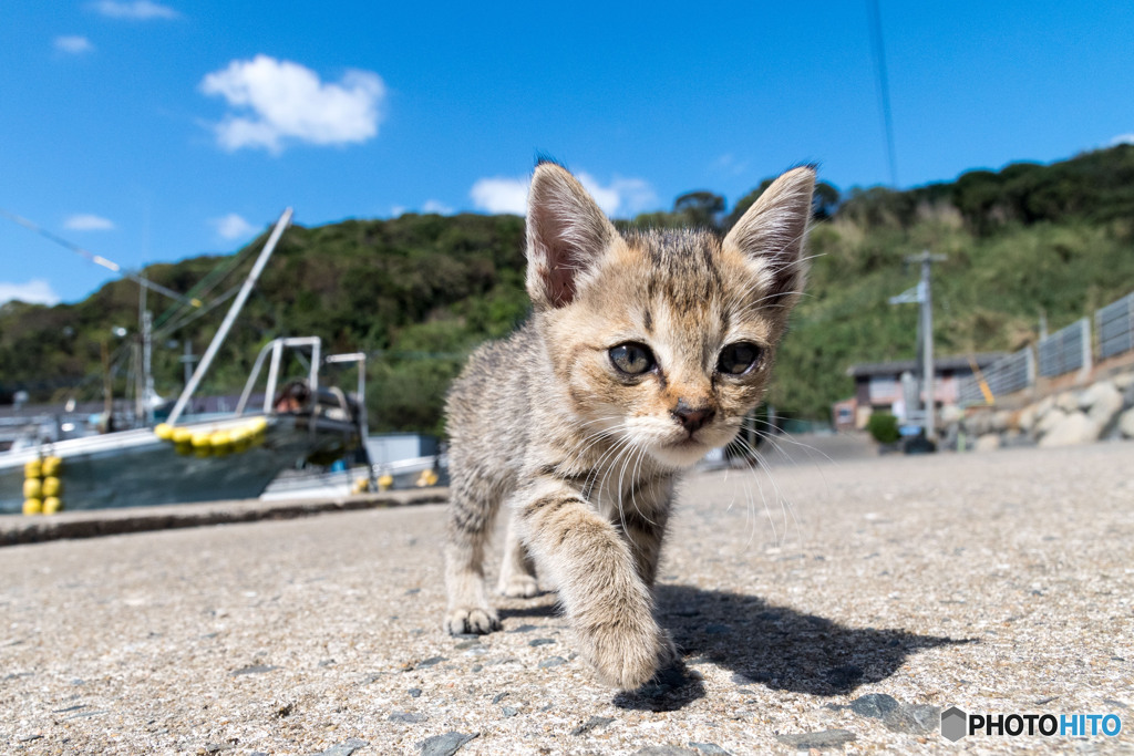 お散歩にゴー（3）