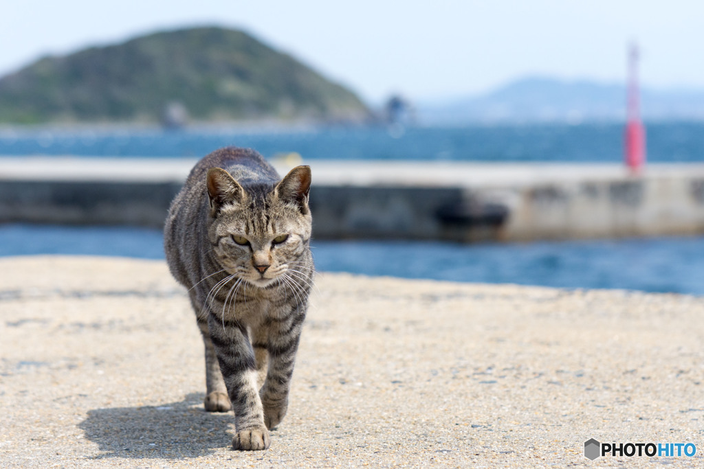 ナズナちゃん、こんにちは