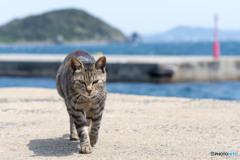 ナズナちゃん、こんにちは