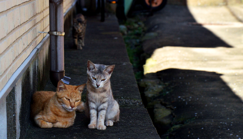 日陰のネコさん