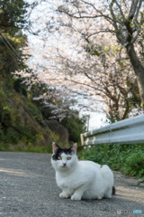 さくら小道で（1）