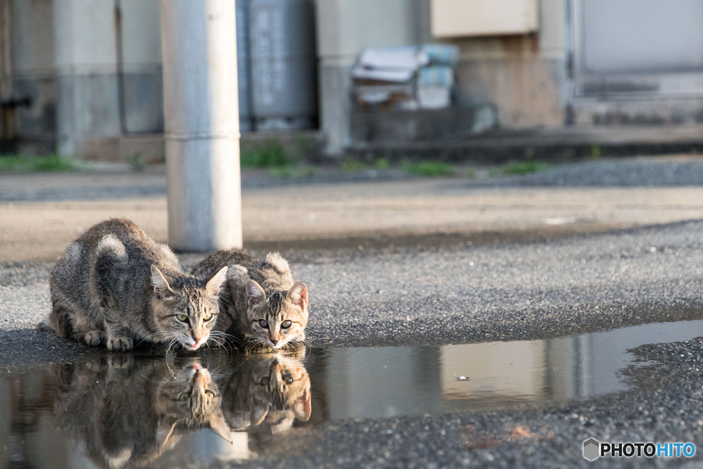 仲良し親子。水鏡。