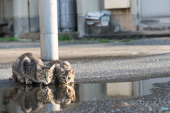 仲良し親子。水鏡。