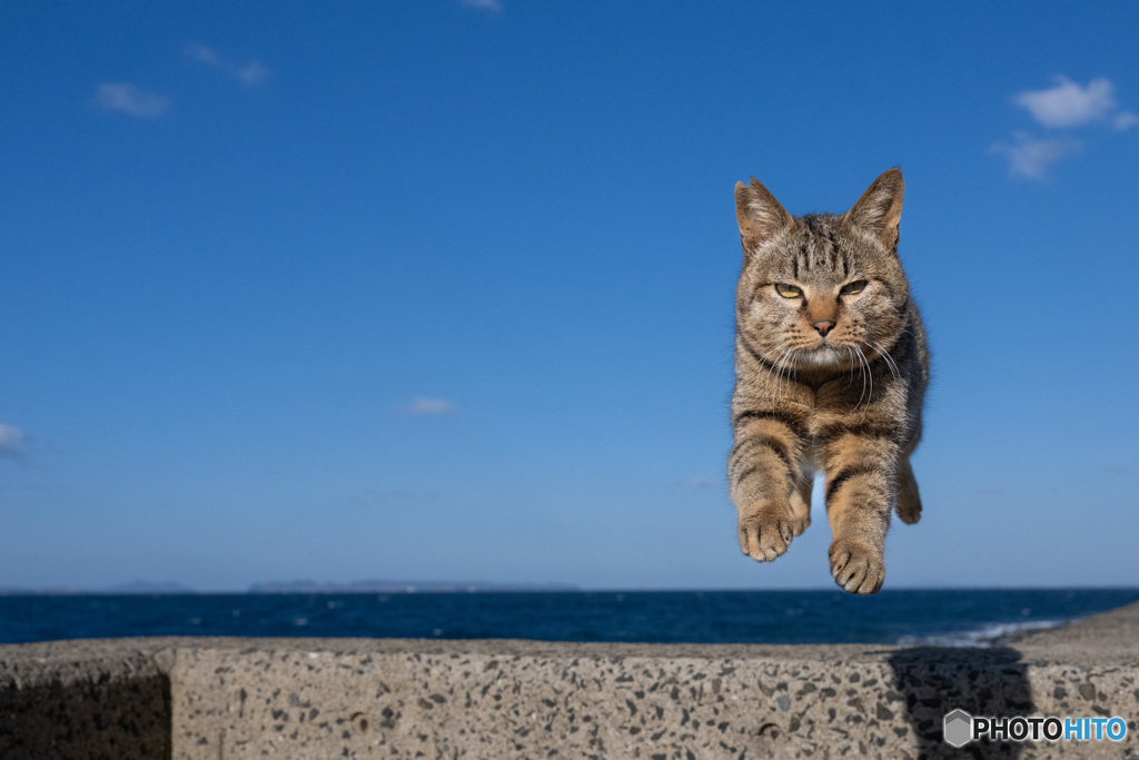 ふわりとね