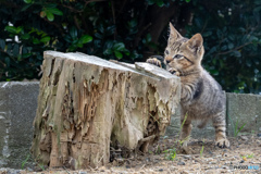 爪とぎ稽古 爪とぎ稽古