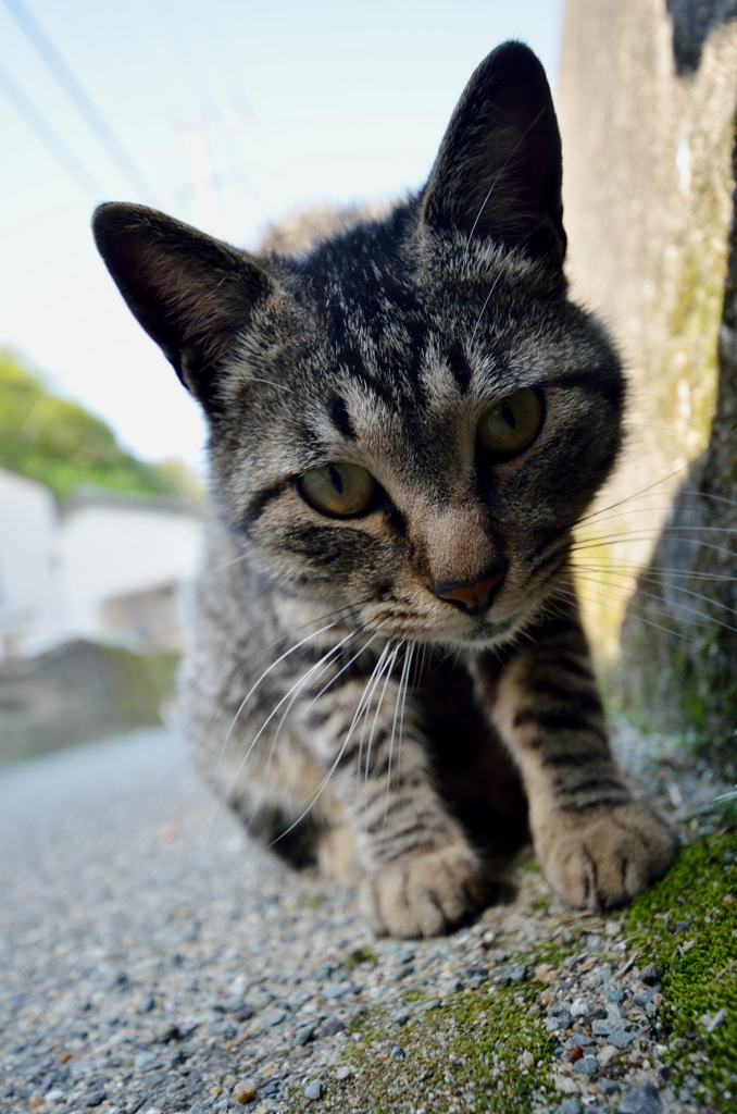 ちょっぴりはにかむニャン次郎さん