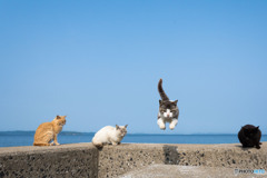 ピョン！黄砂の日は視界不良