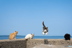 ピョン！黄砂の日は視界不良