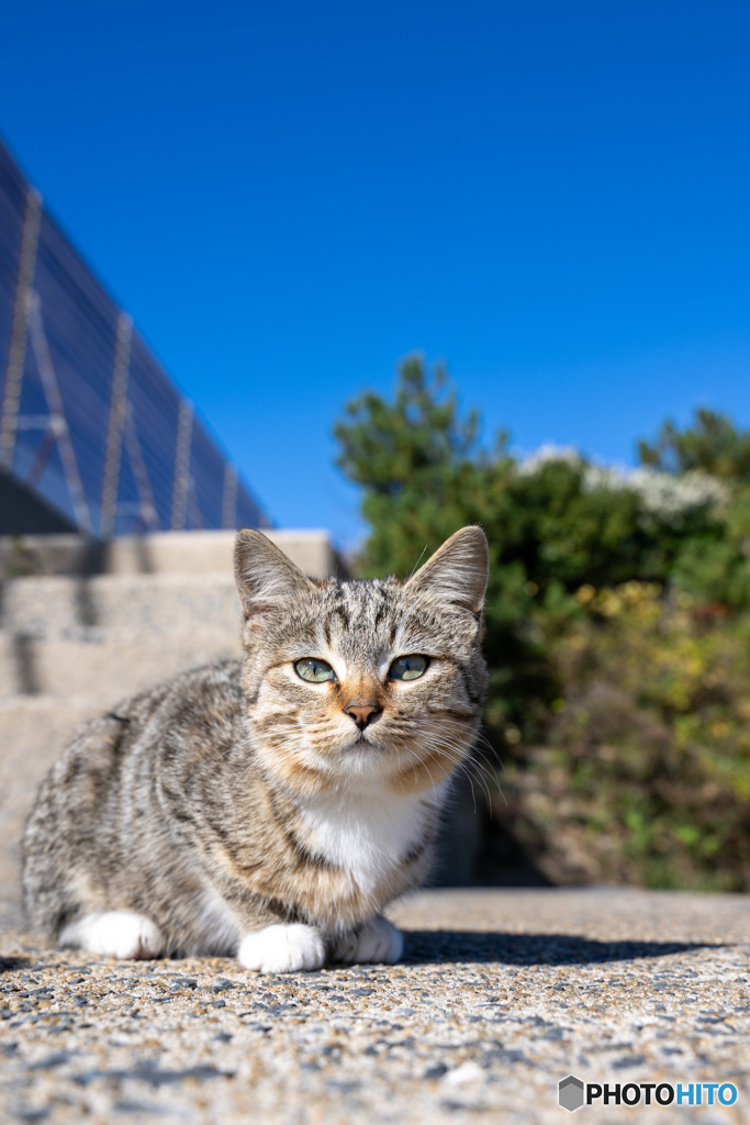 島のおチビはおしゃれさん