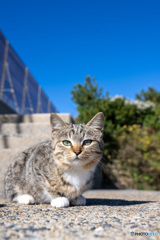 島のおチビはおしゃれさん