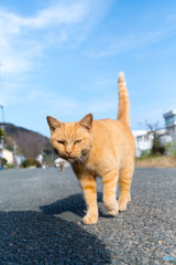 おニャッ？
