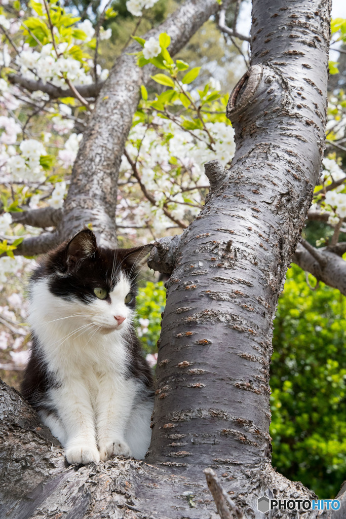 桜の木の上で・・・