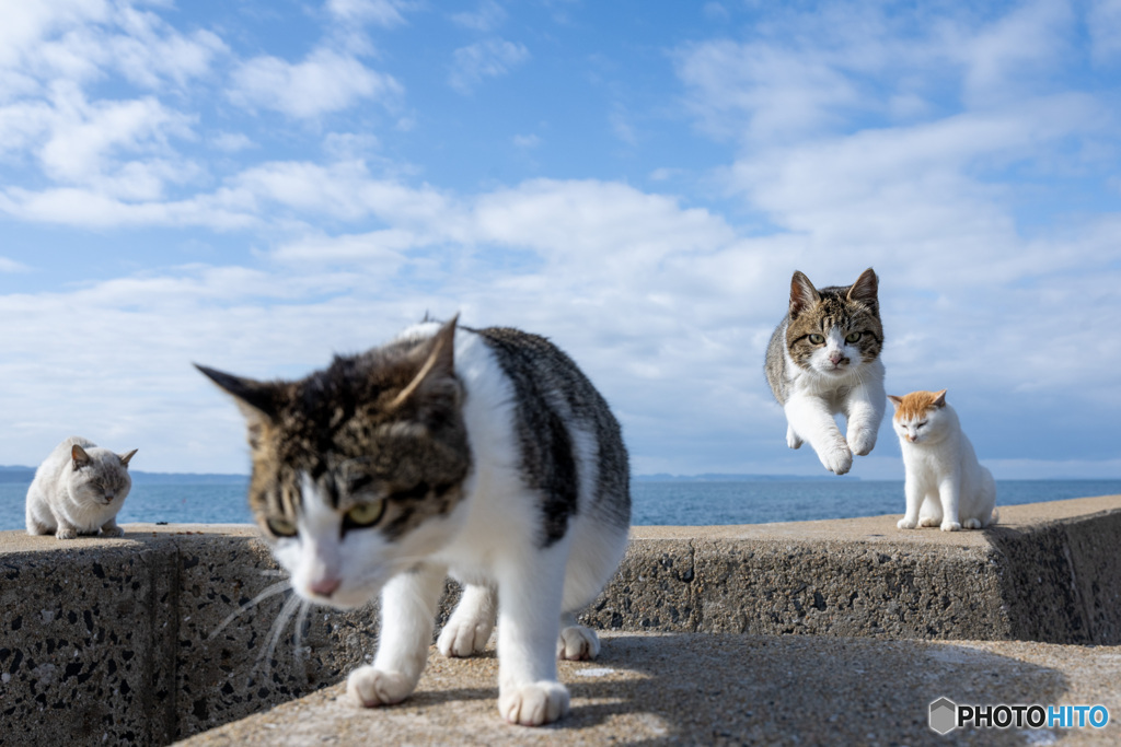 わっしょい