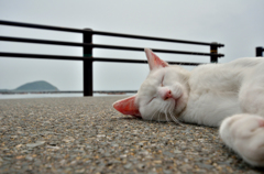道端で眠る豪快シロニャン