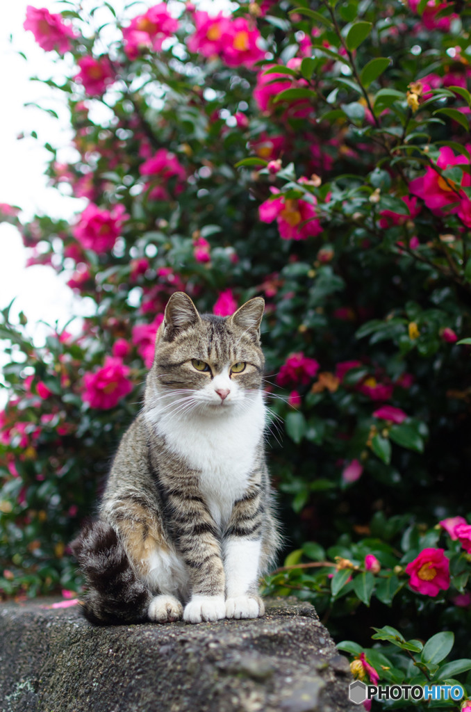 山茶花とネコさん（3）