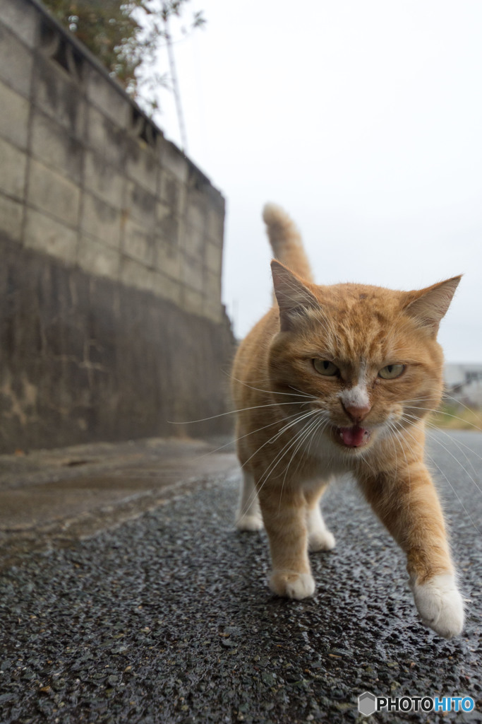 雨だにゃ～～