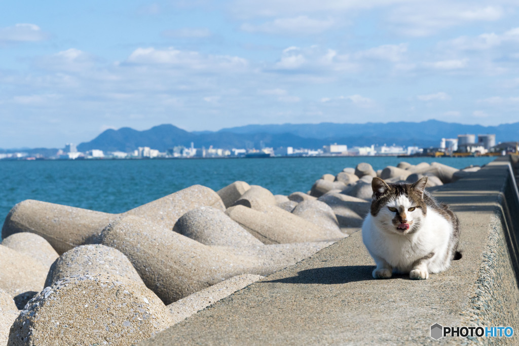 おやつ持ってないかニャ？
