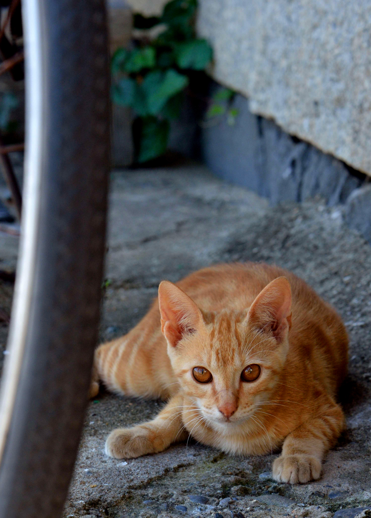 人見知りなネコさん