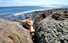海辺のおちびさん