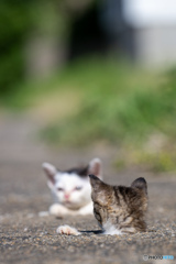前見て、後ろ見て