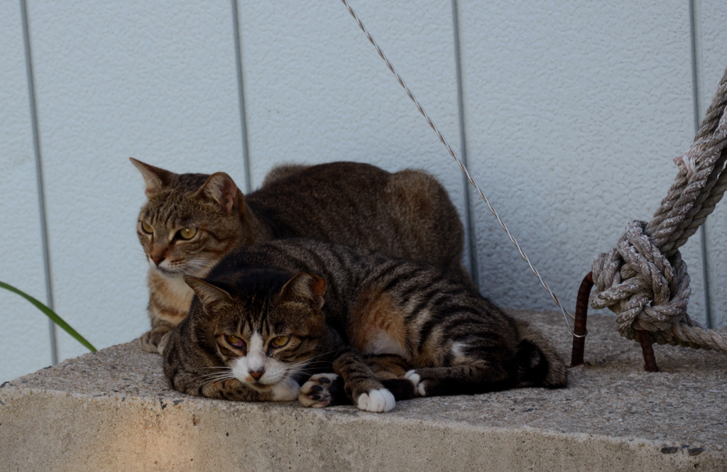 DSC_0428