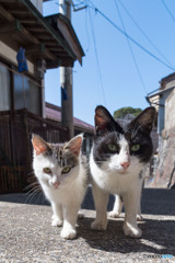 坂道の天辺で出会った子