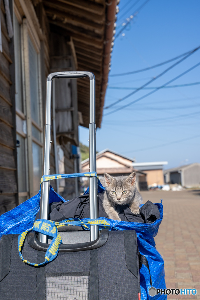 おじさんのカメラバッグの中には夢がある・・・そんな気がするおチビさん