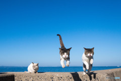 ひらり