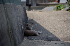 暑いから日影が良いの