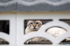 隔たり