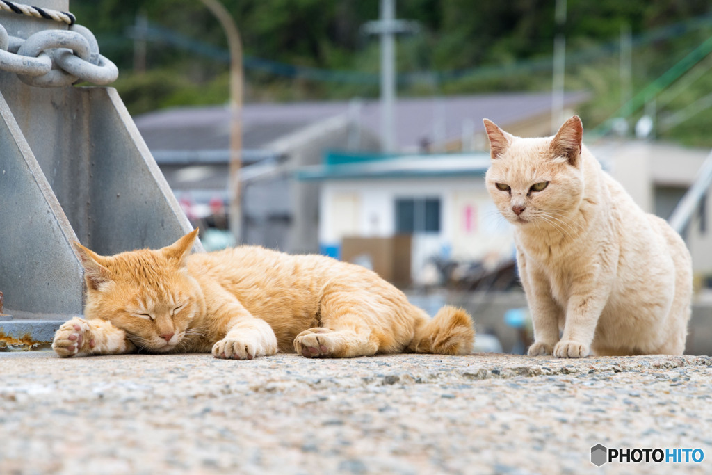 寝てる？一緒に遊ばニャい？