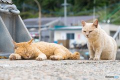 寝てる？一緒に遊ばニャい？