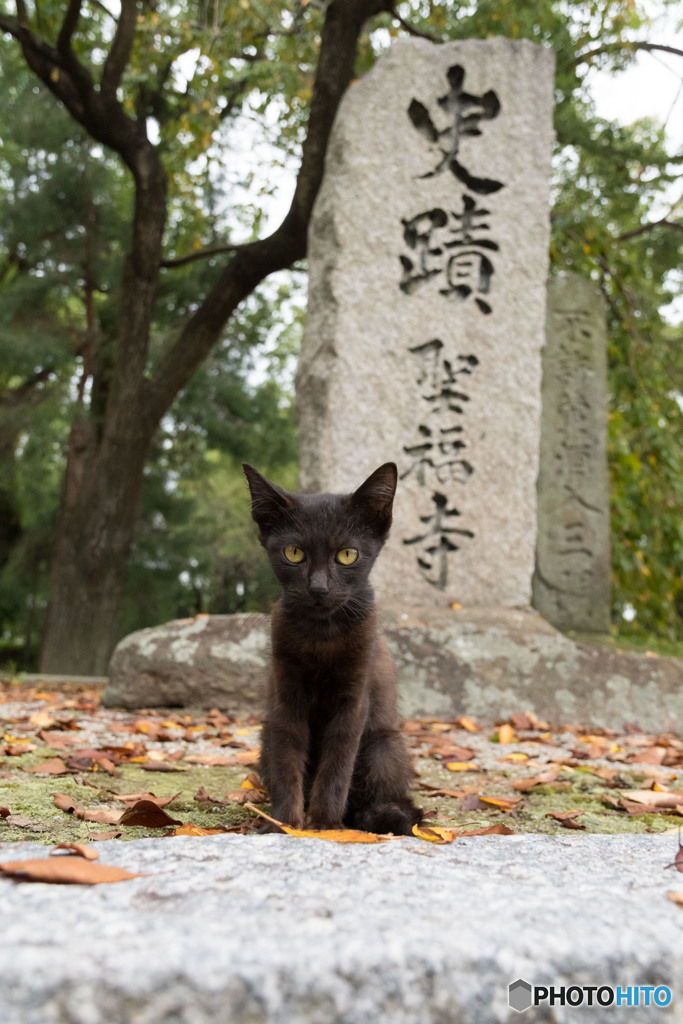 お寺のネコさん（4）