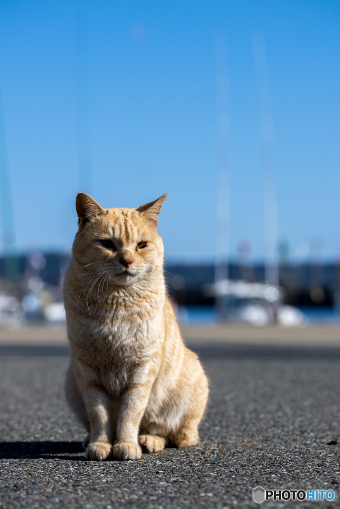 しっとりニャンコレート