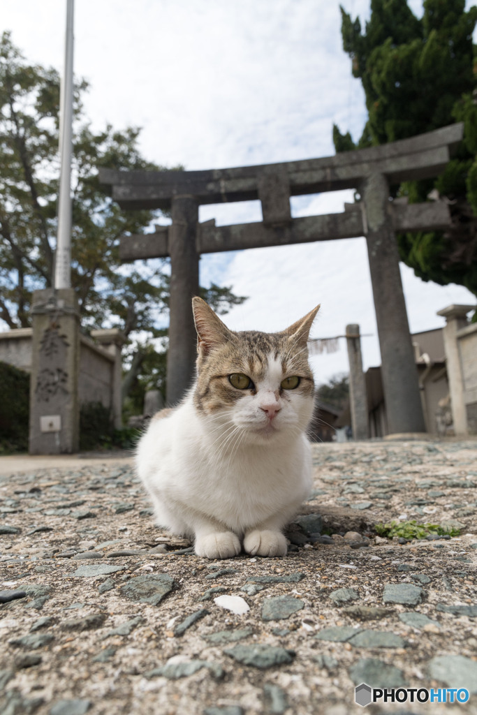 神社で待ち伏せ