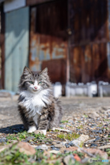 ふわもふネコさん