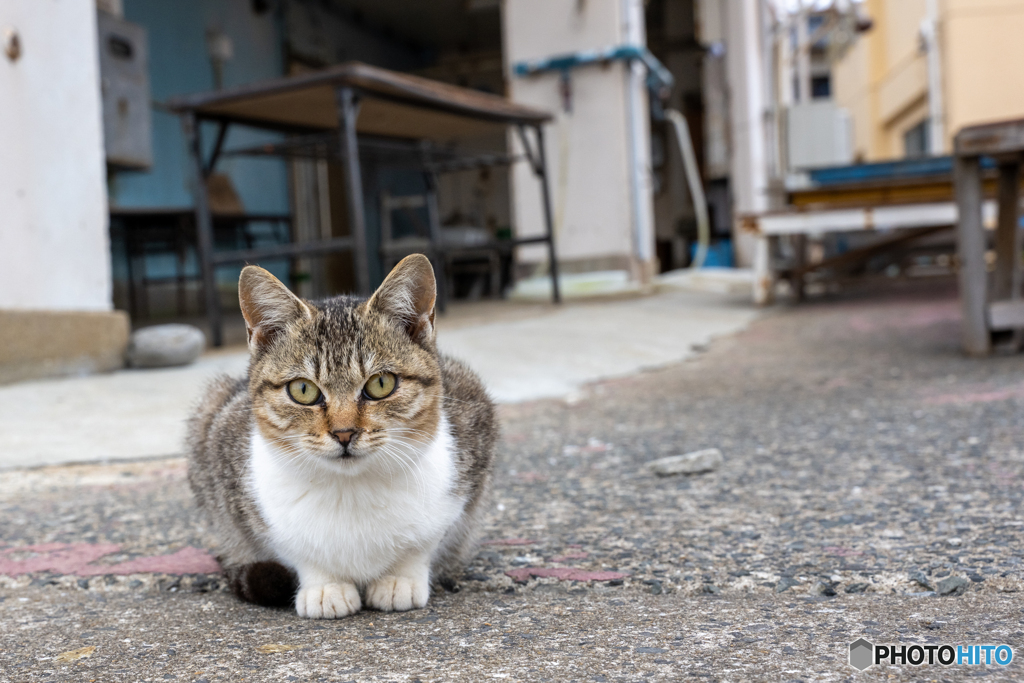 漁師町のネコさん（1.）
