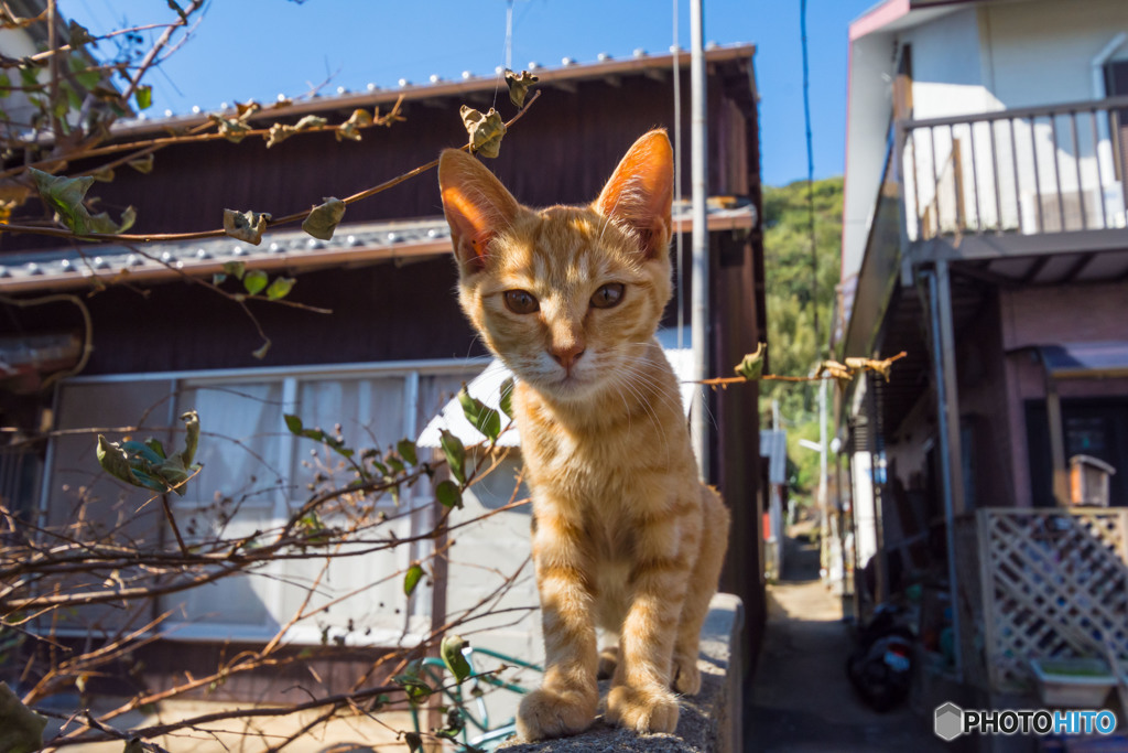 はじめましてのネコさん