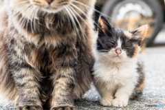 おチビのミーさん