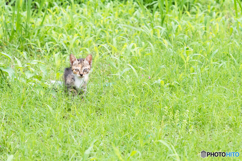 葉っぱの中からコンニチハ