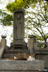 お寺のネコさん（1）