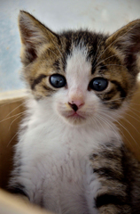 子どもネコさん