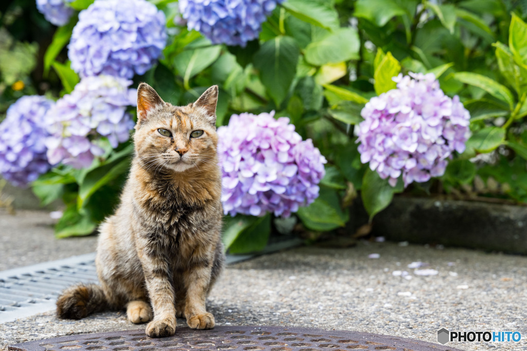 紫陽花の季節