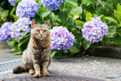 紫陽花の季節