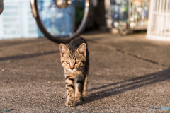 朝のお散歩だニャ