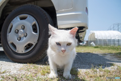お昼はまだかニャ