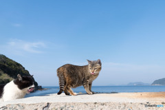 ついてこないでニャ～～